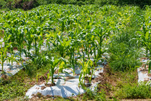 Corn Plant Growing