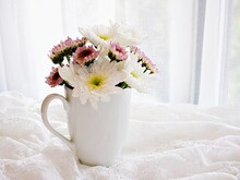 White Pink Flowers In Mug Cup Of Tea On Embroidered Cloth Lace, Window Soft Light Background Wedding Concept Romantic Copy Space For Letter Wallpaper Chrysanthemum Morifolium Daisy Hardy Wedding Card
