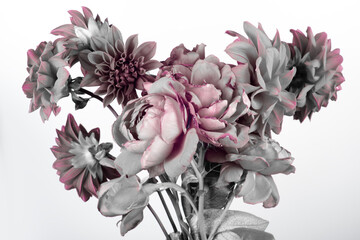 Wall Mural - dahlia flowers and roses on a white background, pink and gray petals.