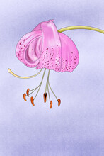 Wild Lily Illustration