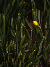 Daffodil About To Bloom