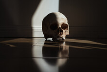 Skull In Window Light