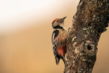 Middle Spotted Woodpecker Perched On A Branch  