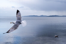 Sea Gull Flies Over A Calm Sea