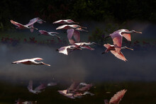 Pink Spoonbill Flying In Sky