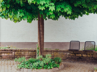 a tree with two seats in a city