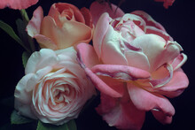 Pink Roses Close-up On A Black Background, Three Large Buds. Studio Shot.