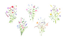 Beautiful Watercolor Wildflowers Meadow Bouquets, Great Summer Design. Rustic Floral Illustration. Spring Floral Decor