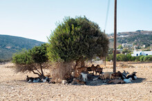 Goats And Sheep Resting Under The Trees