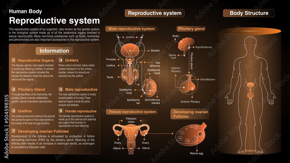 Vector Diagrams Of Reproductive System Function Organs And Anatomy Vector Diagrams Of Reproductive System Function Organs And Anatomy