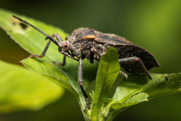 Wall Mural - Big Brown Beetle Pest in garden