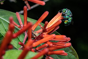 Wall Mural - Green Orchid Bee on an Orange Flower