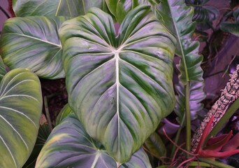 Wall Mural - Closeup of the beautiful green and white veined leaf of Philodendron Pastazanum