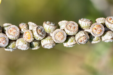 Canvas Print - macro de graines de callistemon