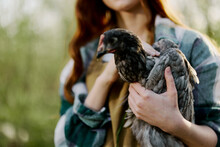 A Young Woman Farmer Shows The Chicken Close-up Holding It Up For Inspection. Organic Farm And Healthy Birds