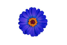 Zinnia Flower Purple Isolated On The White Background.