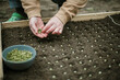Gardener sowing peas seeds in a vegetable bed. Preparing for new garden season.