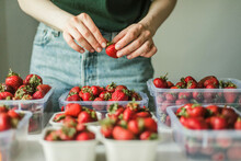 Woman Gathering Ripe Strawberries In The Garden. .