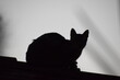 backlighting cat portrait over roof with clear sky