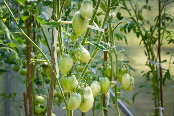 Wall Mural - Tomato plant, unripe green tomatoes growing on vine. Green tomatoes in greenhouse close up. Growing tomatoes in greenhouse, home gardening.