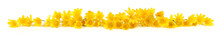Border Of Yellow Wild Flowers Pilewort. Spring Flowers,  Ficaria Verna Isolated On White Background.