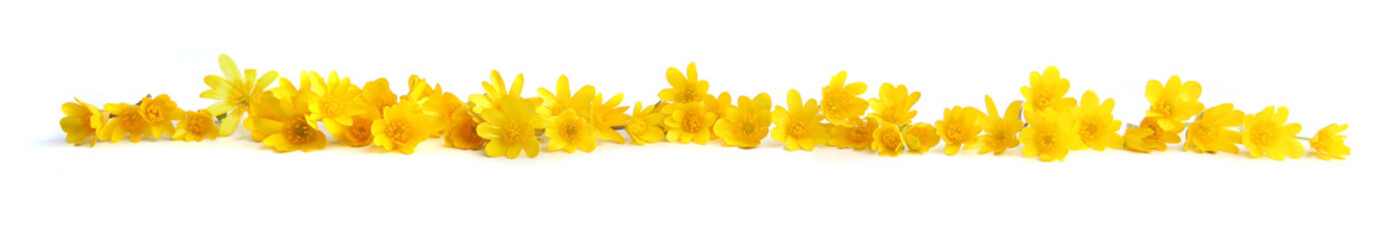 Wall Mural - border of yellow wild flowers pilewort. spring flowers, ficaria verna isolated on white background.