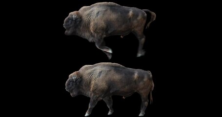 Wall Mural - Set of european wood bison walking and running realistic animation. Isolated Wisent video including alpha channel allows to add background in post-production. Element for visual effects.
