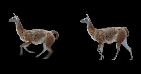 Wall Mural - Set of guanaco running and walking realistic animation. Isolated animal video including alpha channel allows to add background.