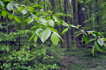 Poster - Hornbeam tree branch with young leaves