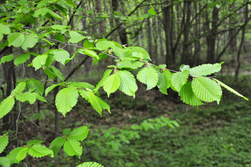 Poster - Hornbeam tree branch with young leaves