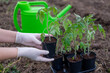 the process of planting tomato seedlings in the open ground