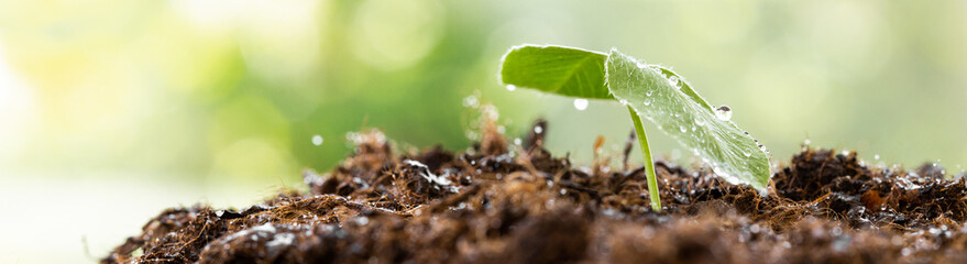 young plant growing on dirt with sunshine in nature. eco earthday concept