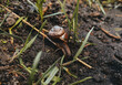 Snail with horns crawls along branch among green grass and black ground, warm colors, horizontal photo. Little snail with brown striped shell, nature photo