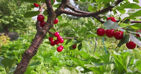 Wall Mural - Horticulture, Market Gardening and Orchard on the Farm. Agriculture. Cultivation Organic Berry. Harvest Ripe Red Berries, Sweet Juicy in Slow motion. Berry Cherry Tree Branch