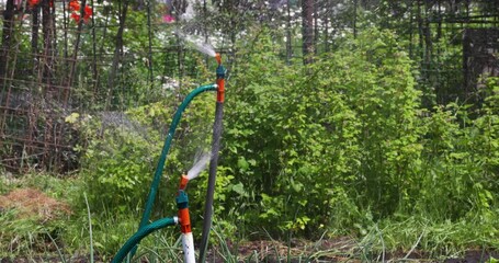 Wall Mural - Horticulture, Market Gardening and Vegetable Growing on the Farm. Agriculture. Cultivation Organic Vegetables on the Garden Beds. Drip Irrigation Soil. Sprinkler Watering in Slow motion. 