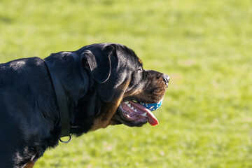 Sticker - The dog. The Rottweiler holding a ball while playing