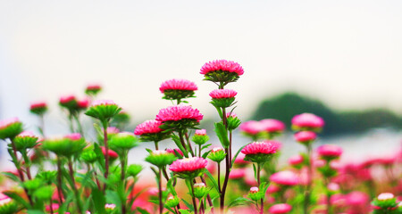 Wall Mural - Red flowers blooming in the natural garden