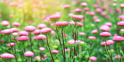 Wall Mural - Red flowers blooming in the natural garden