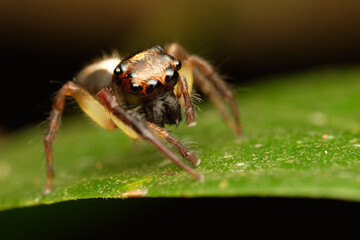 Wall Mural - jumping spider-emathis sumatranus