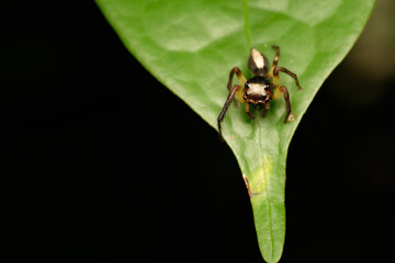 Wall Mural - jumping spider-emathis sumatranus