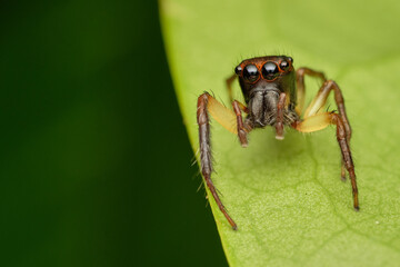 Wall Mural - jumping spider-emathis sumatranus