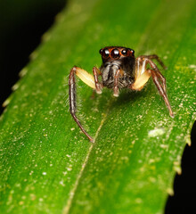Wall Mural - jumping spider-emathis sumatranus