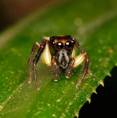 Wall Mural - jumping spider-emathis sumatranus