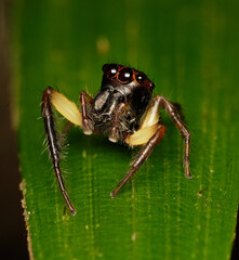 Wall Mural - jumping spider-emathis sumatranus