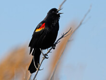 Male Red-winged Blackbird Standing In A Tree