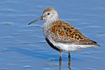 Wall Mural - A Dunlin in Breeding Colors Standing in Marsh