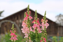 Pink Flowers In Front Of Barn; Organic Flower Farm With Snapdragons