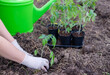 the process of planting tomato seedlings in the open ground