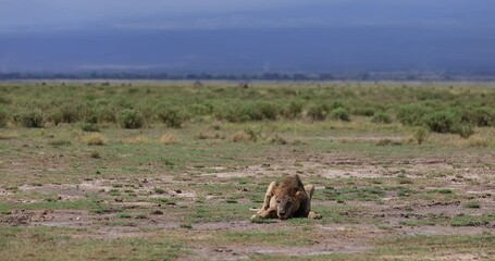 Wall Mural - a lion is resting in the savannah