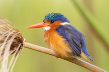 Malachite Kingfisher (Corythornis Cristatus) Perching On Stem Of Papyrus And Looking For Fish In Murchison Falls National Park, Uganda, Africa